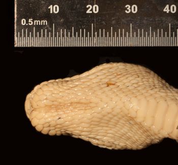 Media type: image;   Herpetology R-7791